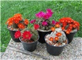 Rebutia Chamaelobivia Lobivia